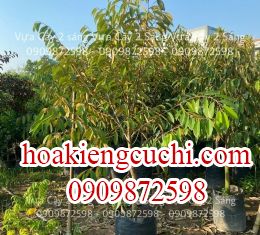 sầu riêng 