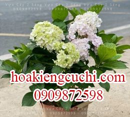 Cẩm tú cầu 
