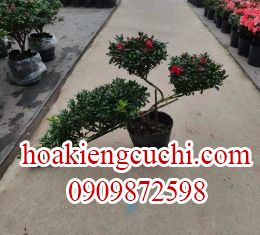 Đỗ Quyên bonsize 