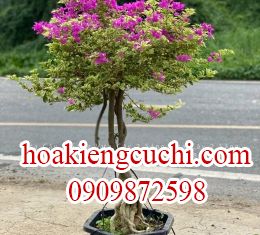 bông giấy mỹ 