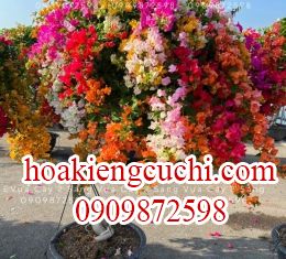 Hoa giấy 