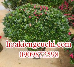 Đỗ Quyên 