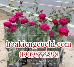 HOA HÔNG CHẬU NHỎ 