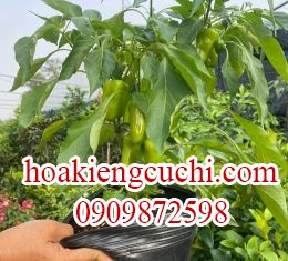 Ớt kiểng 