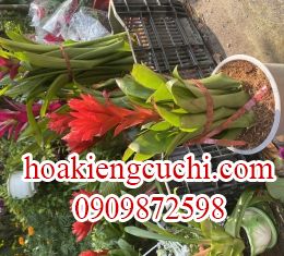 Phát lộc hoa 