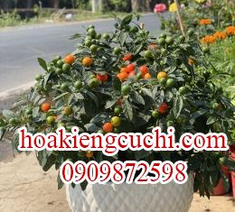 Ớt kiểng 