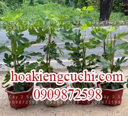 sung mỹ 