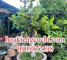 Mận hoàng yến 