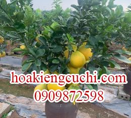 Bưởi có trái tết 