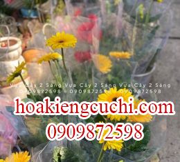 Hoa đồng tiền 