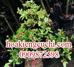 Si Rô Dáng Đứng Xoè