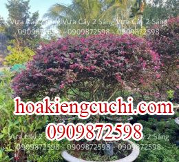Hồng phụng 