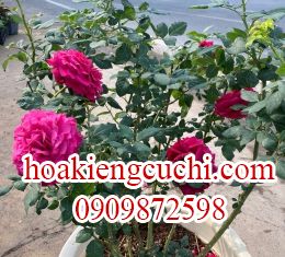 Hoa hồng lớn 