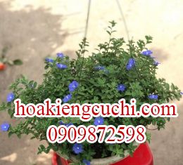 HOA ANH TÚ LỚN