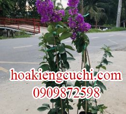 Bằng lăng