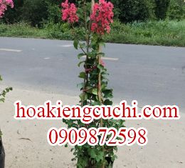 Tường Vi