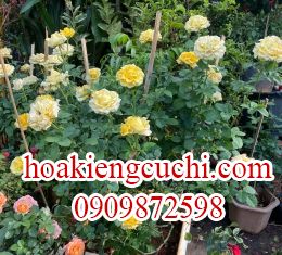 Hoa hồng vàng 