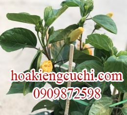 Bông Bụp Vàng 
