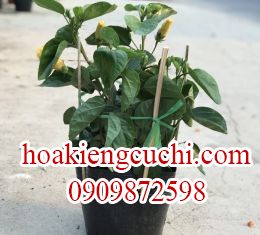 Bông Bụp 