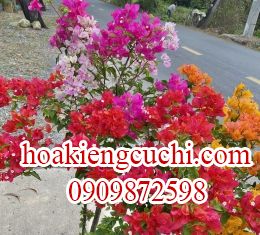 Bông Giấy Ngũ Sắc 