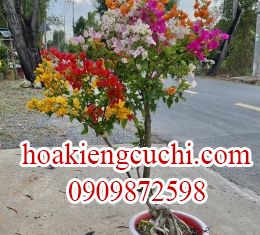 Bông Giấy Ngũ Sắc 