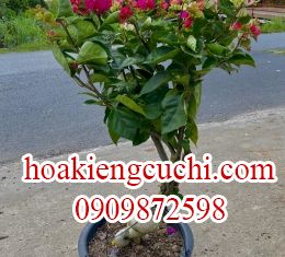 Bông Giấy Ấn Độ