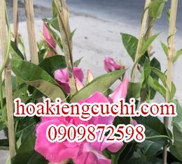 Bông Quỳnh 