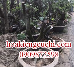 Bưởi Da Xanh 