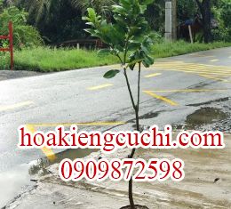 Bưởi Da Xanh ruột hồng ghép