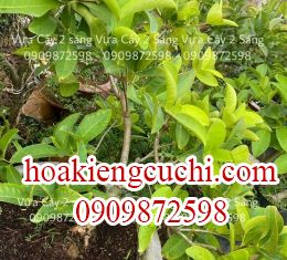 Mận hoàng yến 