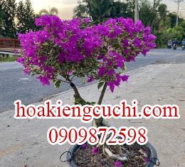 Bông Giấy Cẩm Thạch 