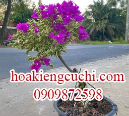 Bông Giấy Cẩm Thạch 