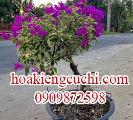 Bông Giấy Cẩm Thạch 