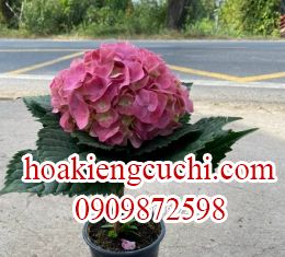 Cẩm tú cầu 