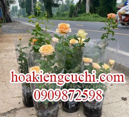 HOA HÔNG CHẬU NHỎ 