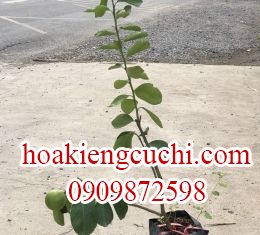 Chanh không hạt