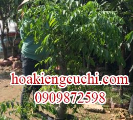 CÂY CÓC THÁI LỚN