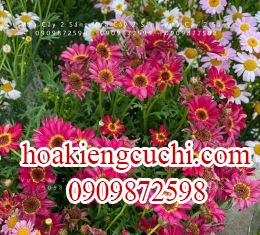cúc họa mi 