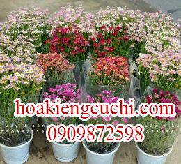 cúc họa mi 