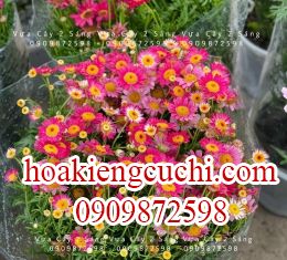 cúc họa mi 