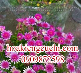 cúc họa mi 
