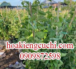 CÚC TẦNG ẤN ĐỘ