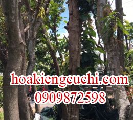 Điều Mận