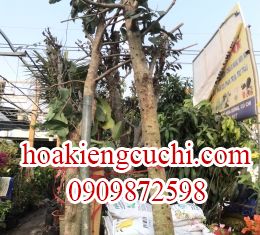Cây Điều Mận 
