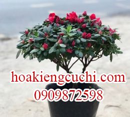 CÂY ĐỔ QUYÊN