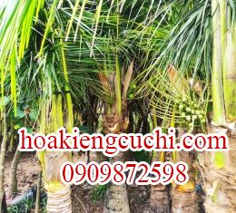 Dừa 