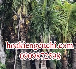 DỪA 