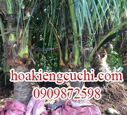 Dừa 