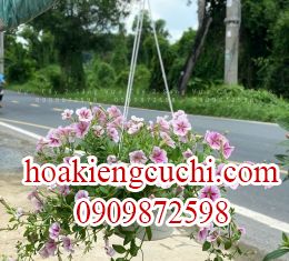 dạ yến thảo 