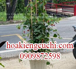 Hoa lồng đèn 